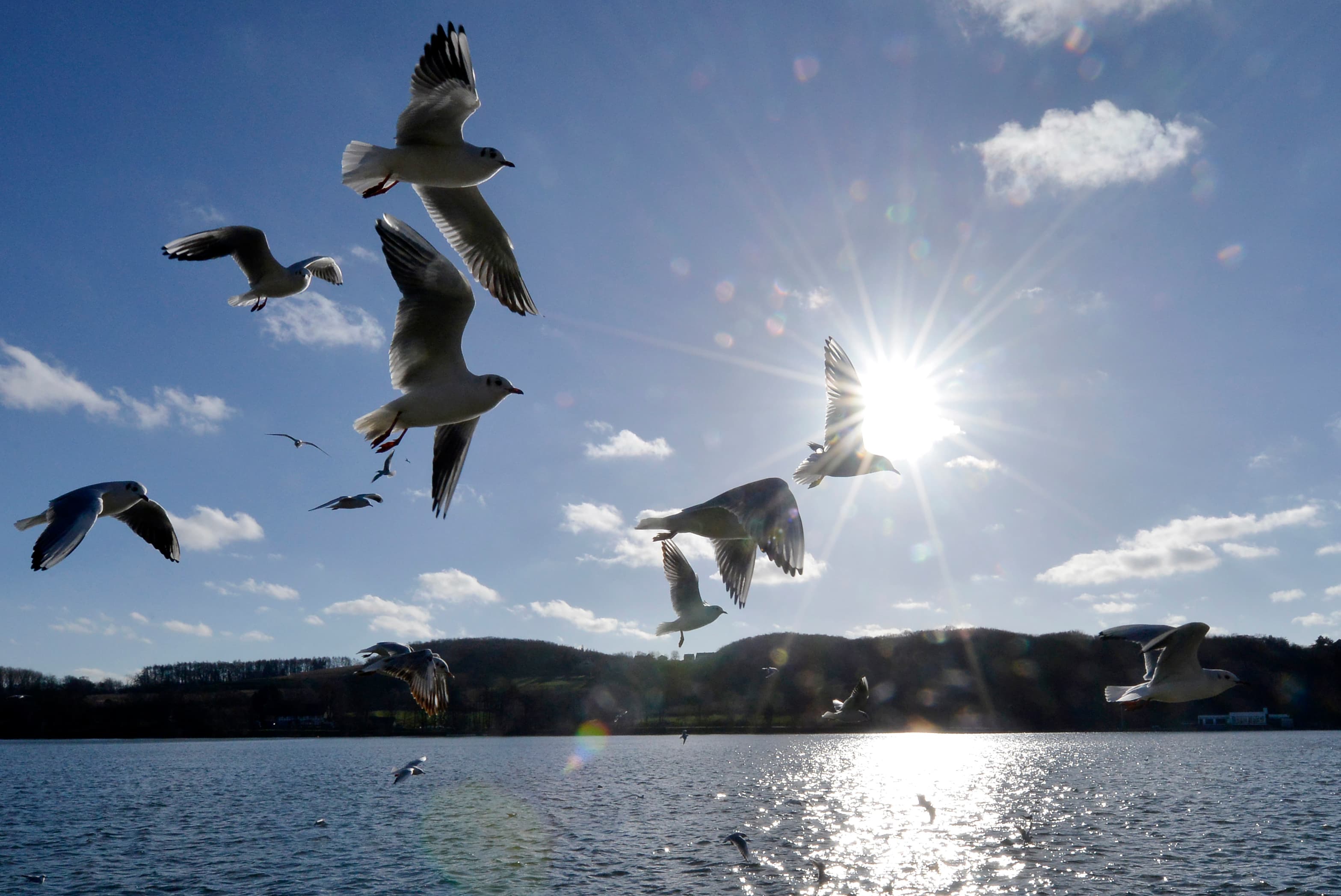 North Wildwood Man Sentenced for Killing Seagull at Morey's Piers